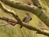 rufous winged sparrow 3.jpg
