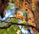 elegant trogon 8.jpg