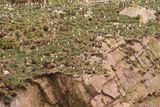 gull island, home to approx 25000 breeding pairs of puffins