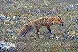 Newfoundland fox