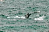 humpback whales feeding close to shore
