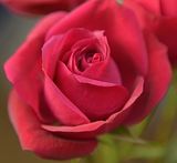 Pink Friendship Rose