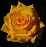 Sunshine Swirl