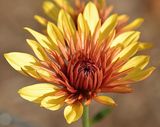 Bright Fall Mum