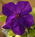 364 of 365 Purple Pansy Viola