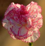 365 of 365 Heart Shaped Pink White Carnation