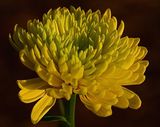 Yellow Mum for Fun