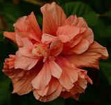 2 of 365 Apricot Double Hibiscus