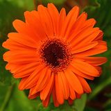 4 of 365 Orange Geberra Daisy