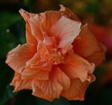 10 of 365 Winter Double Hibiscus