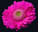 11 of 365 Very Pink Geberra Daisy