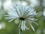 Spider White Mum
