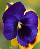 13 of 365 Night Sky Pansy