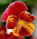 Rust Yellow Pansy