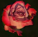 14 of 365 Red White Rose Royale