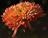 16 of 365 Winter Mum Shines