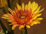 Yellow Rust Mum
