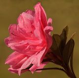 Azalea Pink