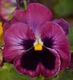 25 of 365 Rose Wine Pansy