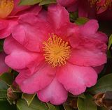 27 of 365 Sasanqua Camillia