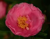 Bright Pink Camillia