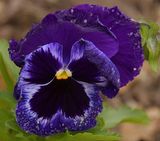 30 of 365 Blue Rustic Pansy