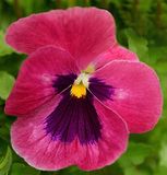 37 of 365 Berry Wine Pansy