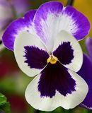 Purple White Pansy