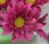 Light Burgundy Plum