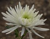 53 of 365 Fresh Spider Mum