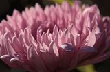 P[nk Lilac Mum