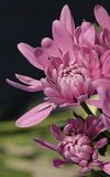Lilac Blooms