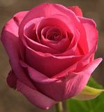 Rosy Pink Rose