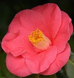 Light Pink Camellia