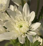 Pure White Mum