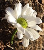 103 of 365 Daisy Dreams