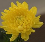 Very Bright Yellow Mum