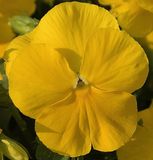 116 of 365 Large Yellow Pansy