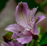 139 of 365 Lavender Peruvian Lily