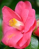142 of 365 From My Camelia Bush