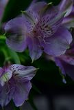 144 of 365 Peruvian Lily in Lavender
