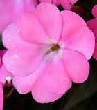 162 of 365 Bright Pink Pansy