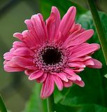Gerberra Daisy