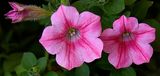 181 of 365 Pretty Pink Petunia