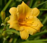 187 of 365 Golden Day Lily