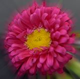 190 of 365 Pink Wildflower
