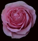 191 of 365 Frilly Pink Rose