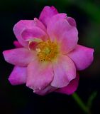 194 of 365 Lilac Pink Rose