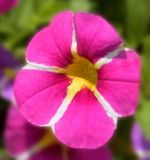 197 of 365 Summer Petunia