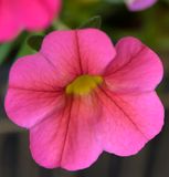 Electric Pink Petunia